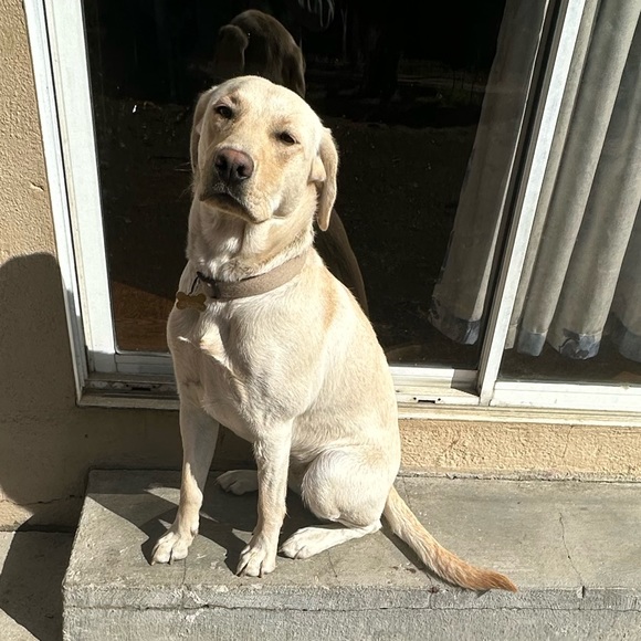 Meet your Posher, Alan - Picture 2 of 2